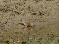 [Linaria]